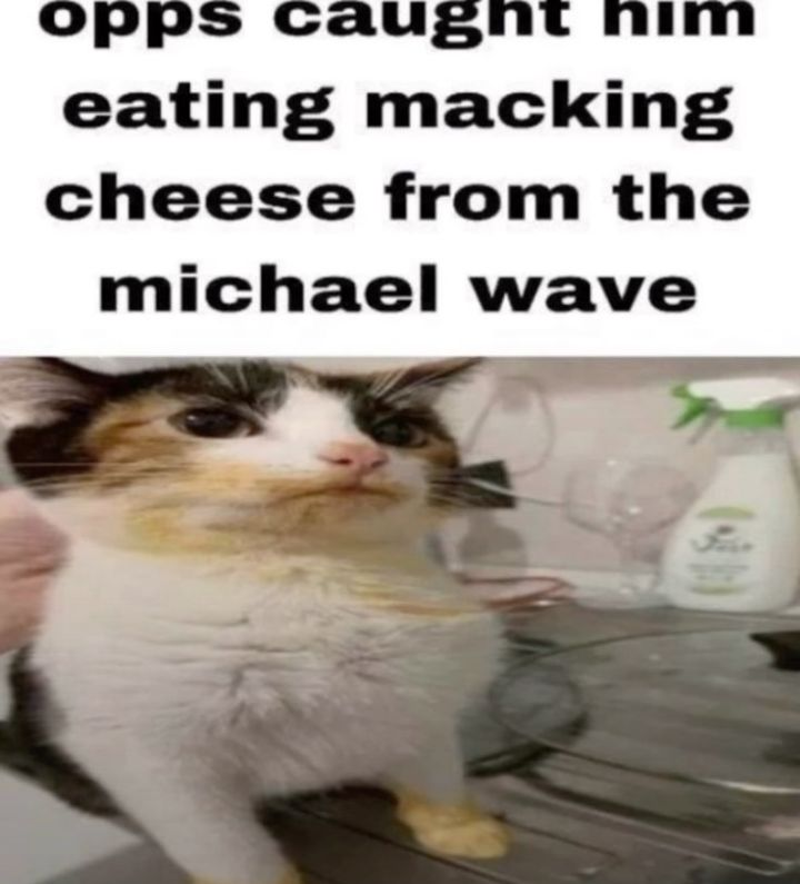 i drink soup (@soupyfur) on Twitter photo 