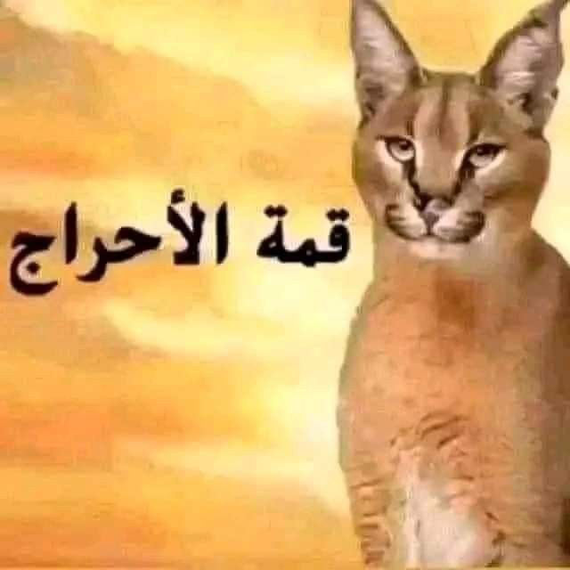 سيبا || 🇸🇦MORAN tweet media