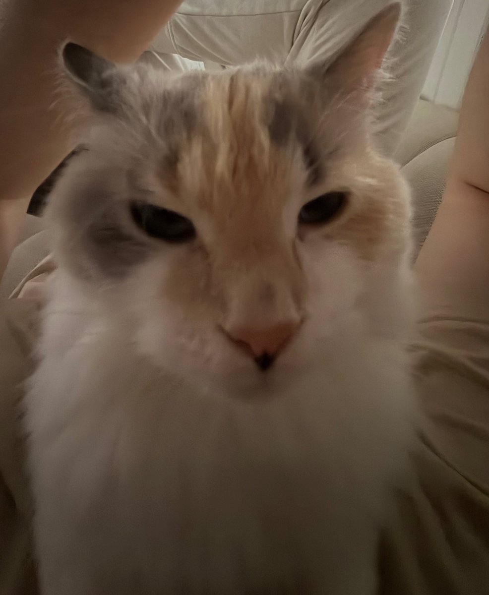 princess nez ♡ tweet media