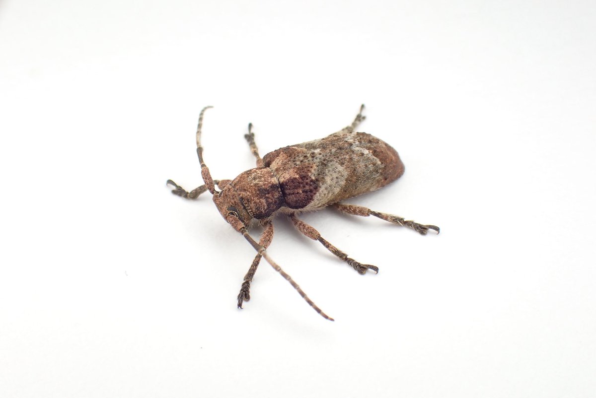 やなぎ tweet media