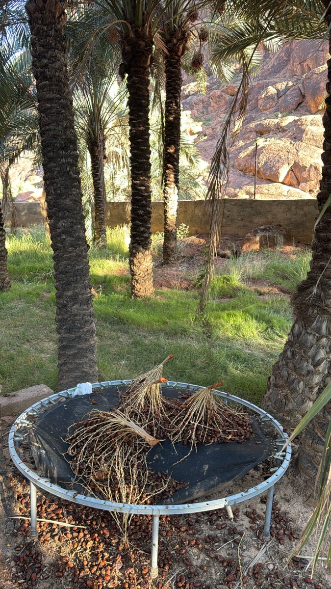 نادر tweet media