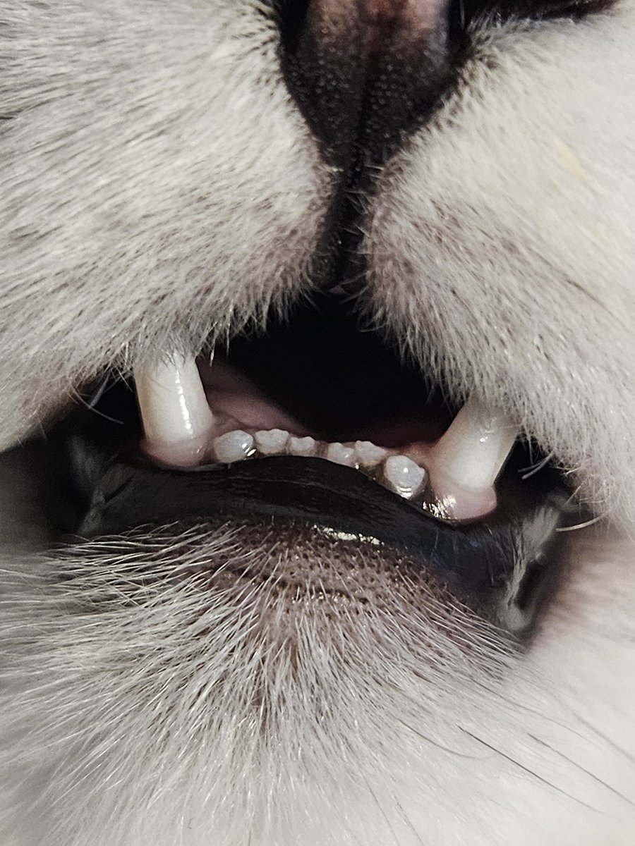 Bamboo '竹' 🐼🎋 | Live2D Rigger & VSinger tweet media