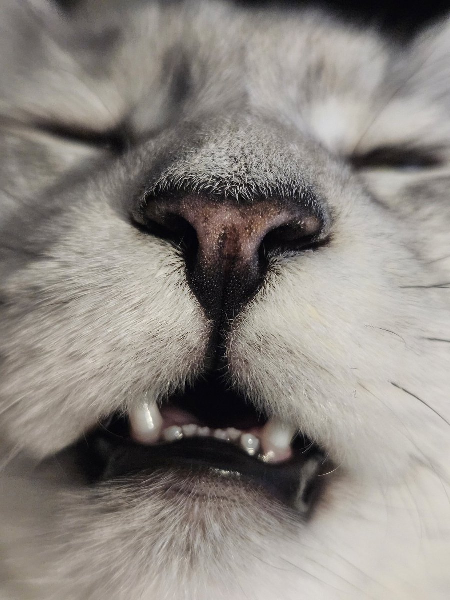 Bamboo '竹' 🐼🎋 | Live2D Rigger & VSinger tweet media