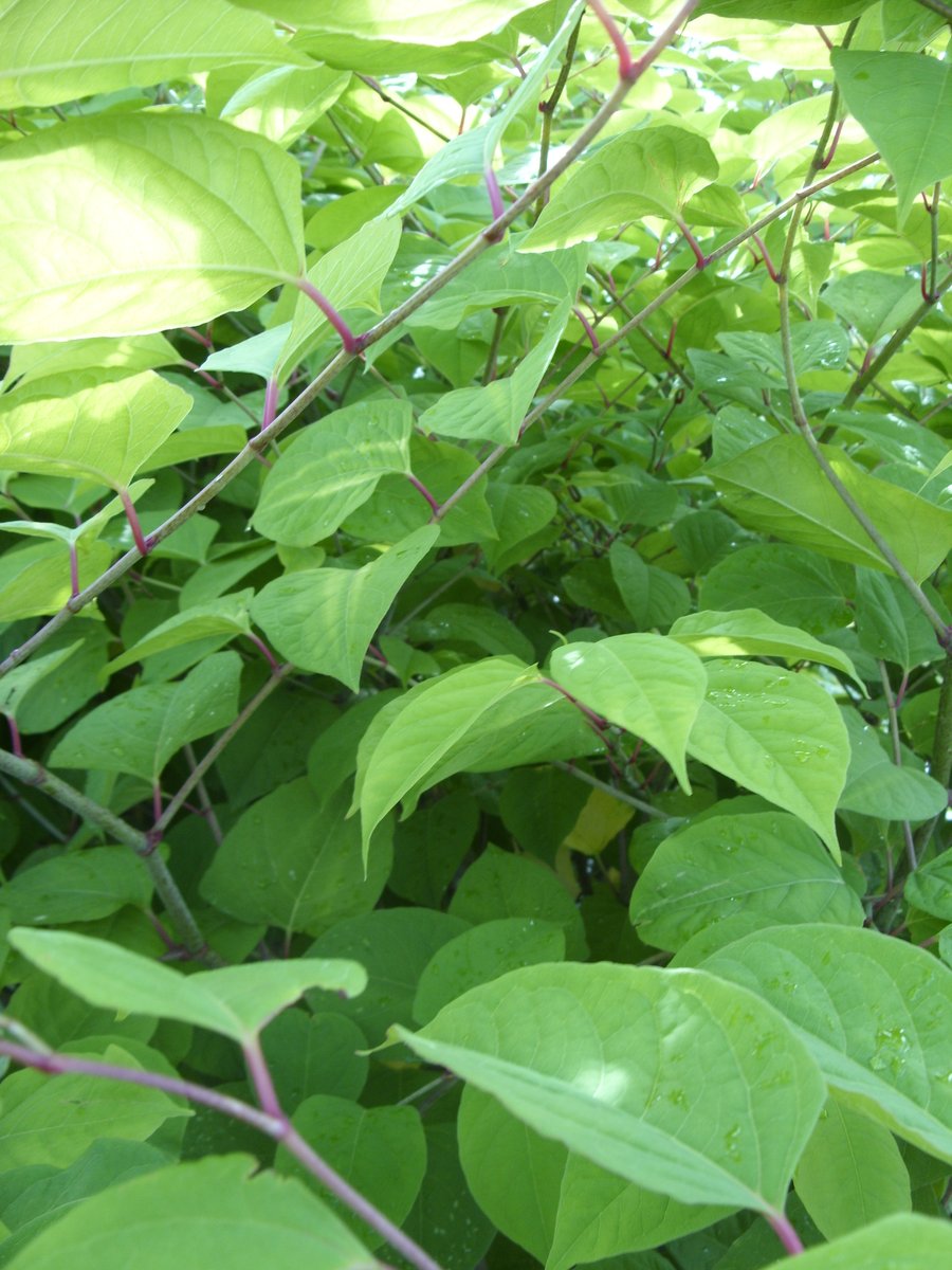 IVMLtd's tweet photo. Small fragments of #JapaneseKnotweed stem & rhizome may also be transferred from an infested site to other sites on machinery.
How to distinguish #Knotweed from #Bamboo, #Bindweed, #RussianVine & other similar plants https://t.co/pMkIXQMV1N
#InvasiveWeeds #InvasiveWeedTreatment https://t.co/qUV4wBxNRB