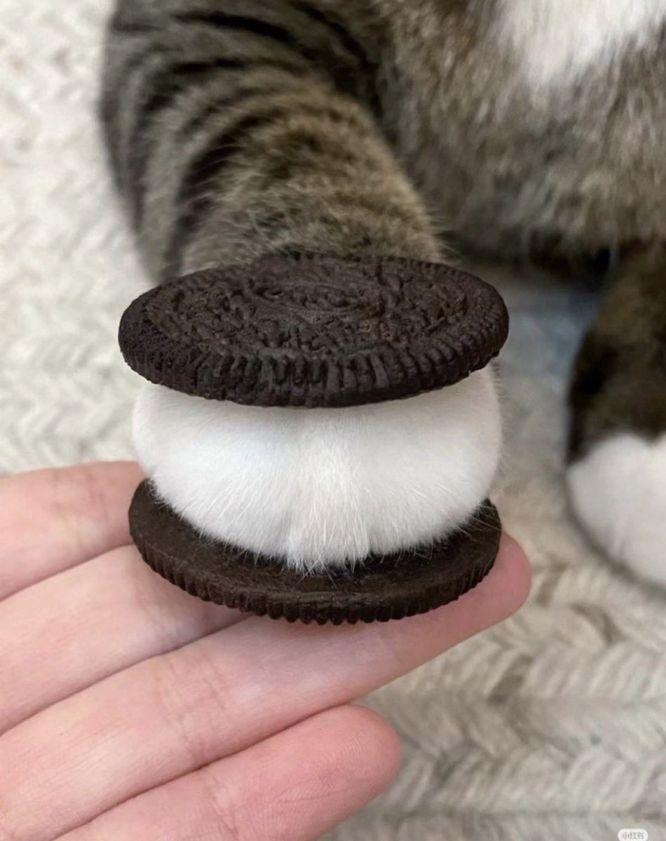 癒しのお届け便 📦【動物】 tweet media