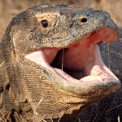 DrHauke93370's tweet image. Vielleicht sind Sie auch nicht geisteskrank, sondern einfach nur grundsätzlich #empathielos und ohne eine #soziale #Ader im Körper?🧐🌙⭐️