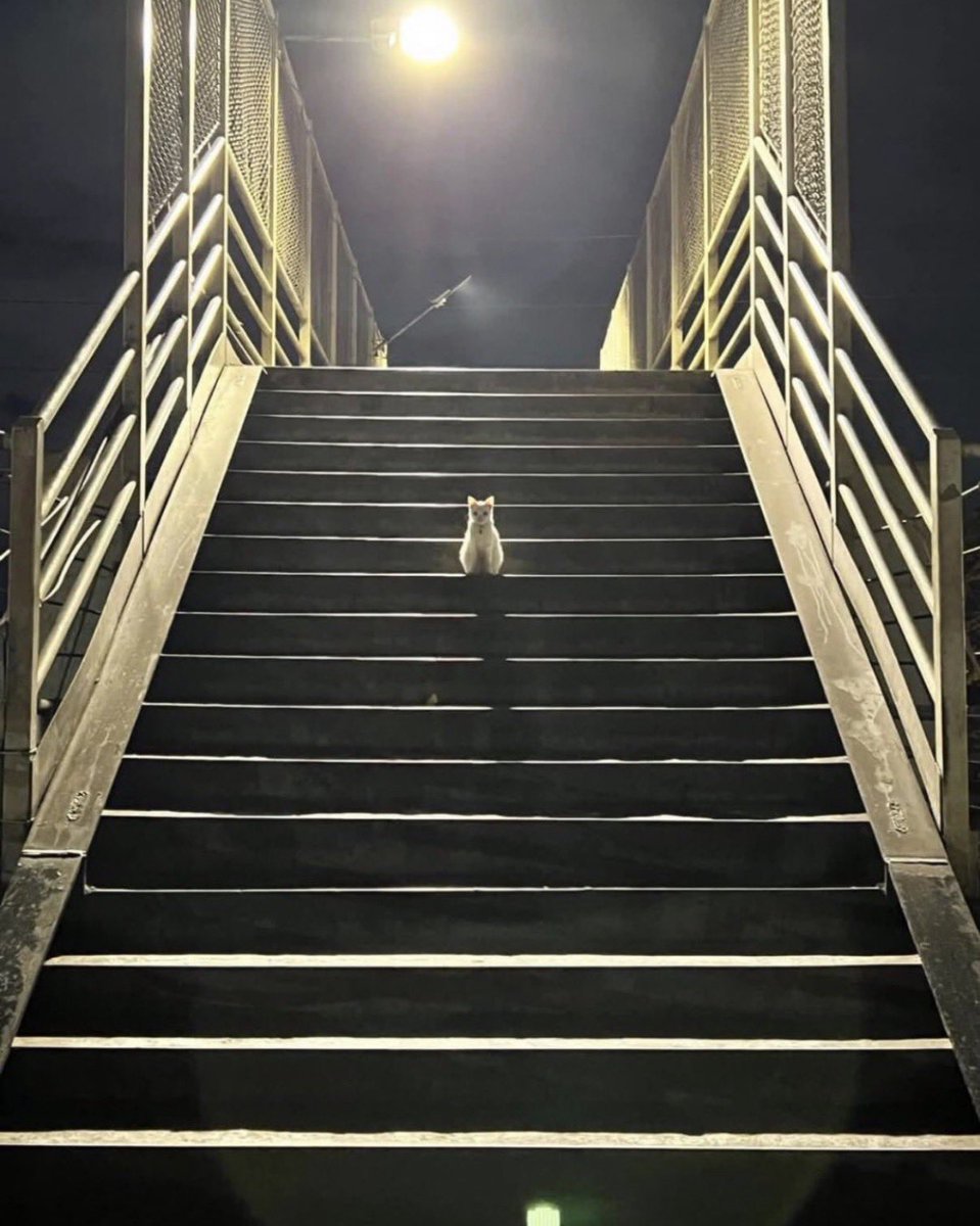 癒しのお届け便 📦【動物】 tweet media