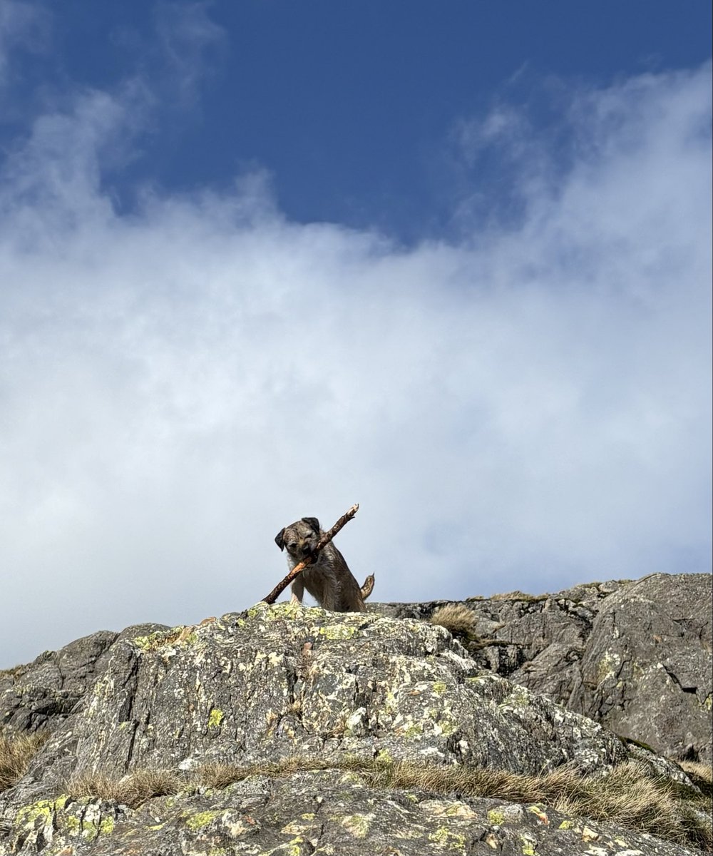 FTerrierist's tweet photo. Lovely day to be out supervising #fixthefells volunteers, I carried my stick nearly all the way to the top! ๐ช #btposse #borderterrier #thelakedistrict #wetherlam https://t.co/7CKTpgWdUq