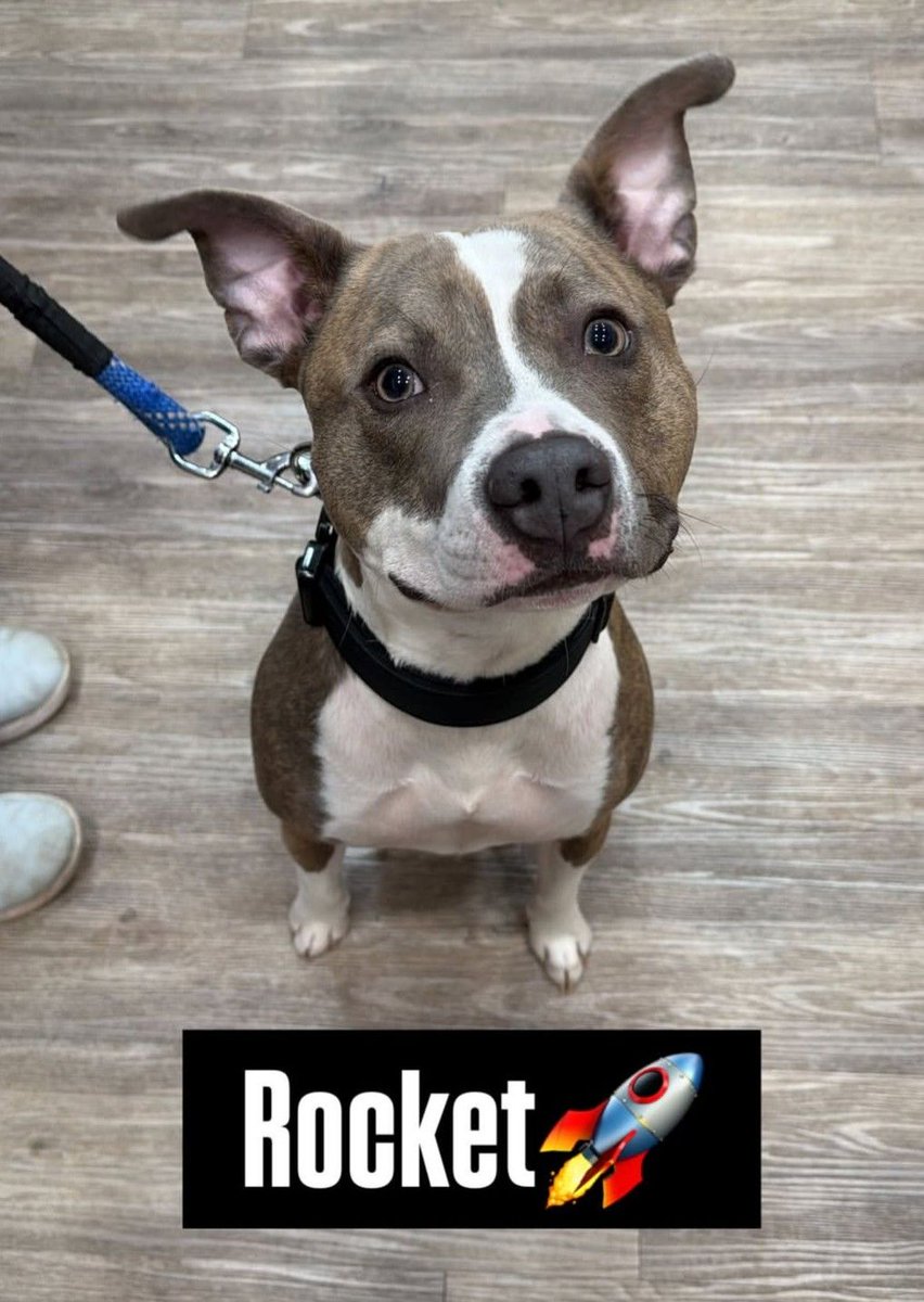 BMAH121's tweet image. We got the Perfect Pose from our boy Rocket! How many likes for this guy? Learn about Fear Free Exams for your pet!  bellemeadanimalhospital.com/blog/achieving…  #BMAH #Pets #FearFreeProfessionals #FearFreeExams
