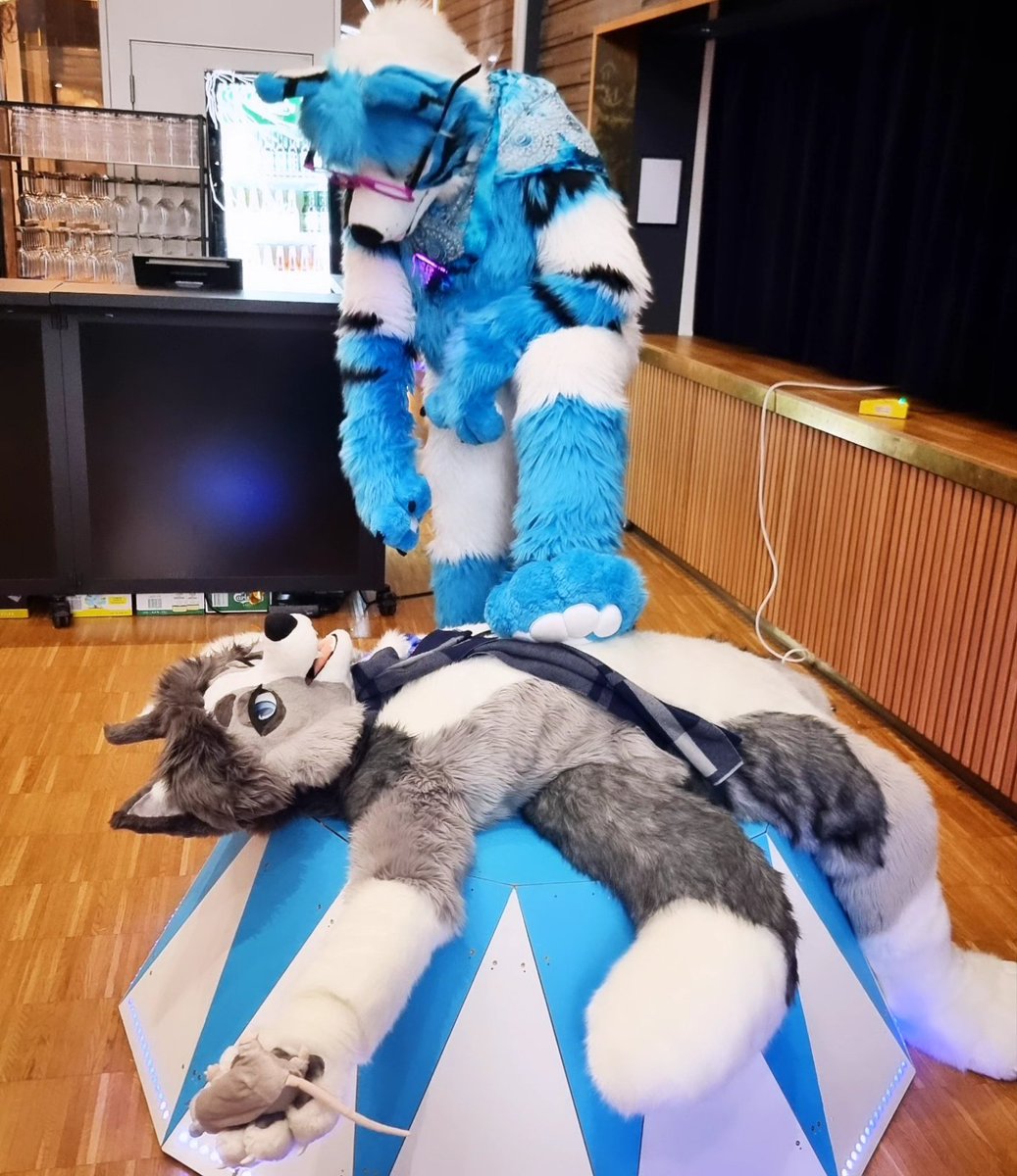 This #fursuitfriday I show you how to successfully conquer a fox. 😋

Step one: wait for the fox to lay down.
Step two: Step on the fox (no worries the fox will like it 😉) 

📸 <a href="/lupus_taurus/">LupusTaurus</a>
🦊 <a href="/RaymondFoxford/">Ray</a>