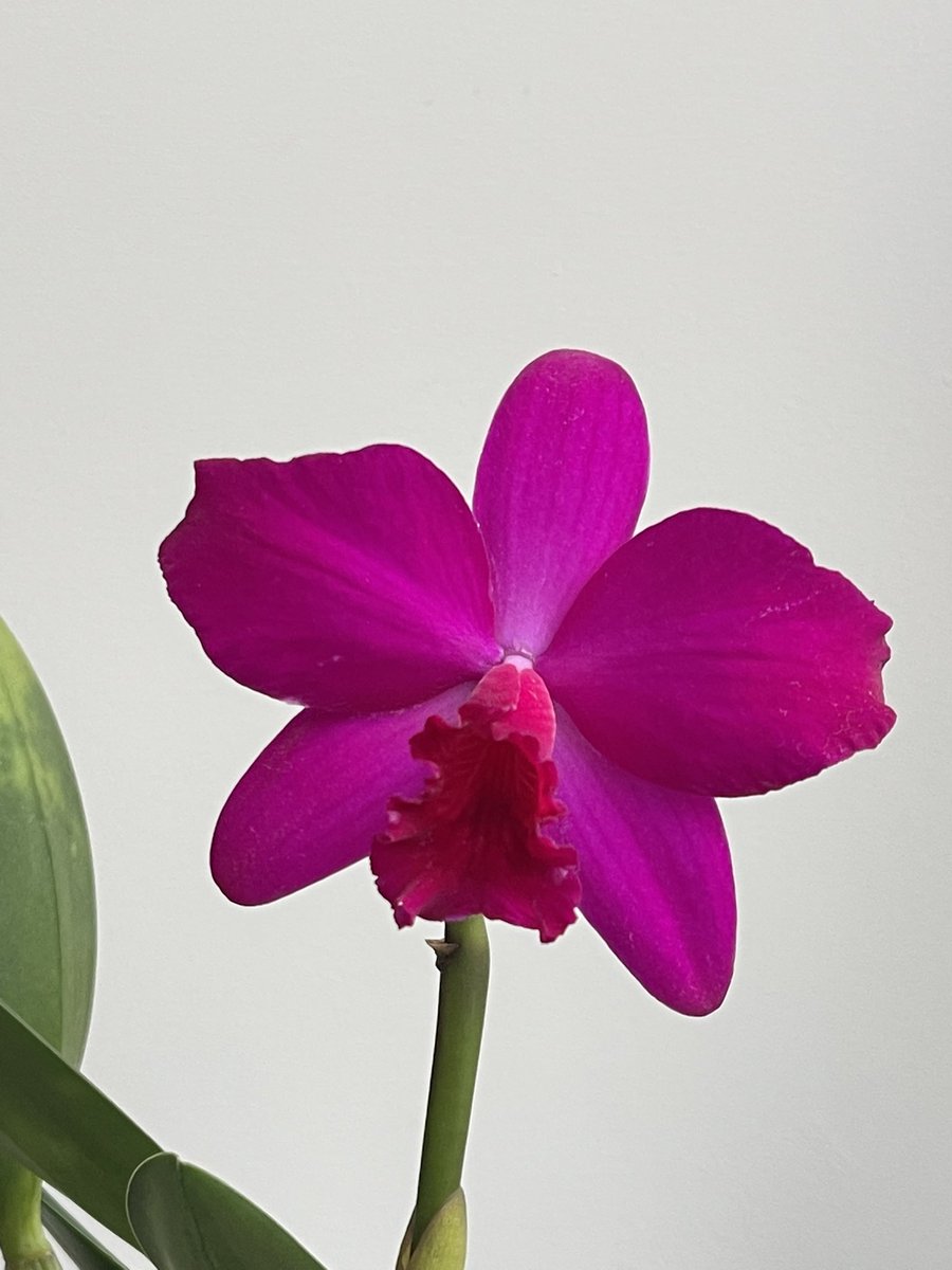 Inga Nik tweet media