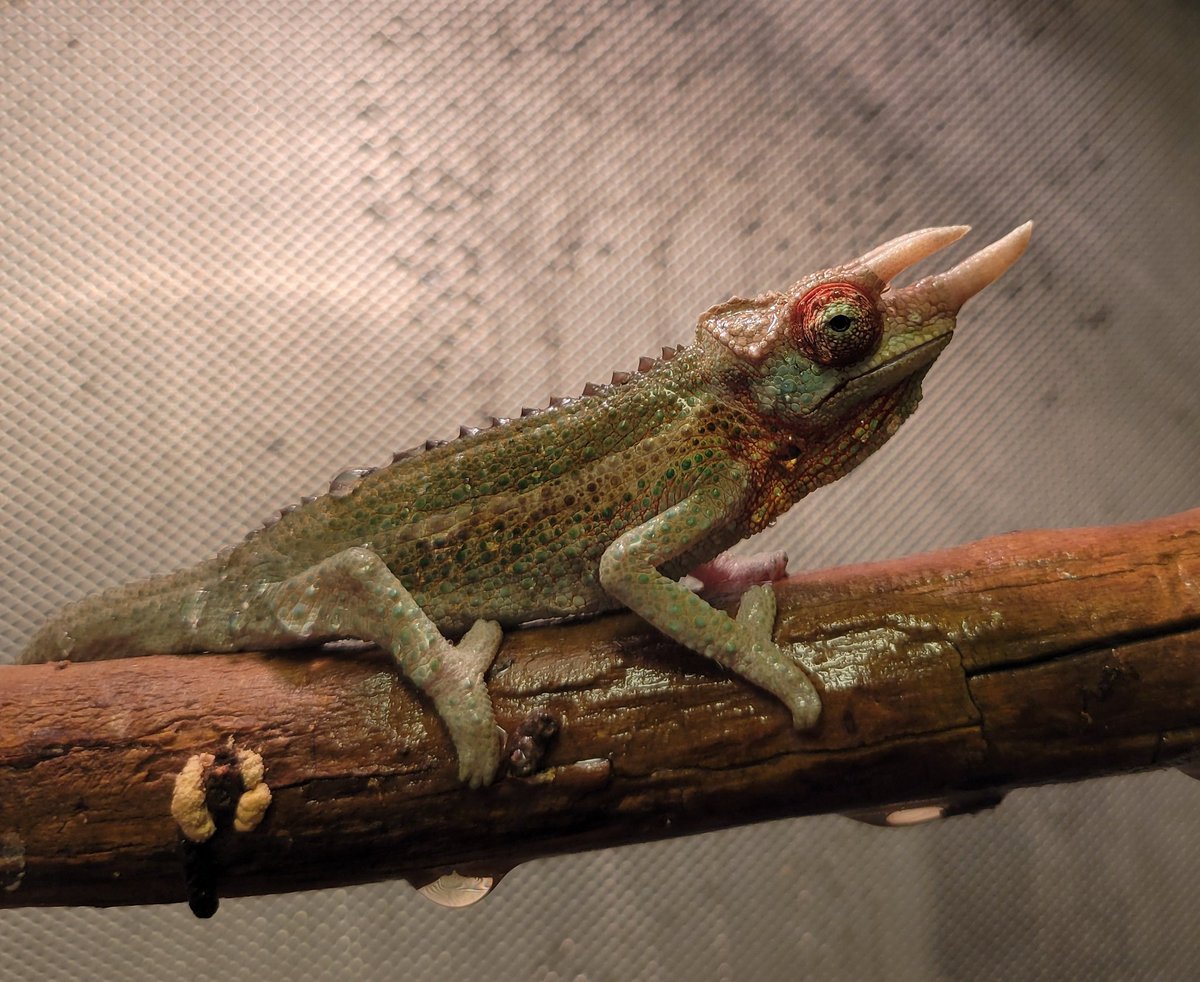 REPBUDDY@つるかわ tweet media