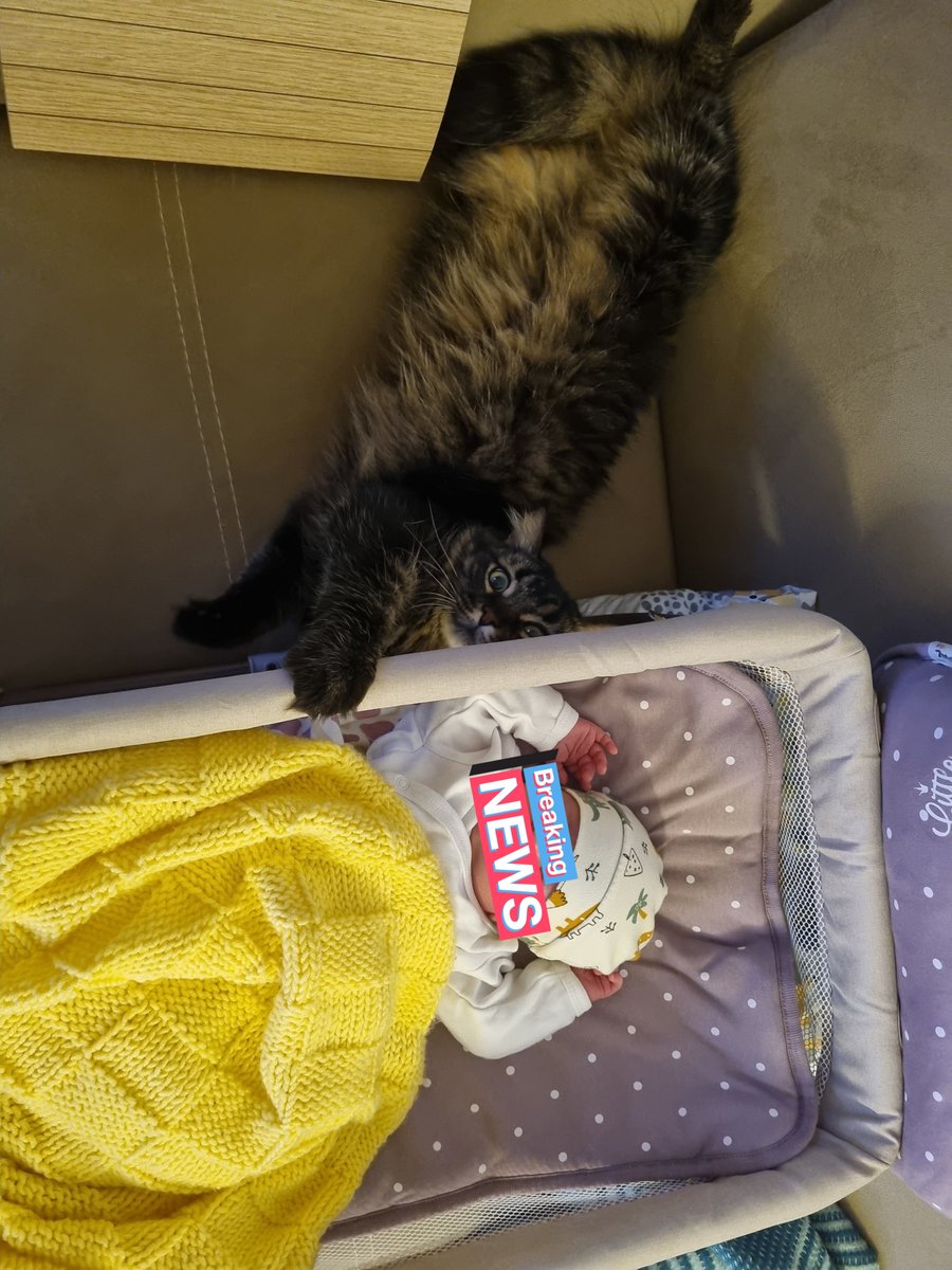 uniqhorn 🐾 Turşu usta tweet media