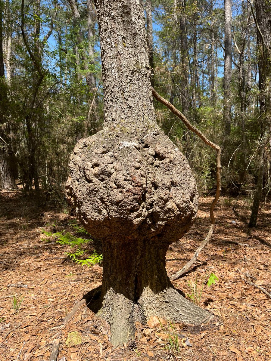 Texas A&M Forest Service tweet media