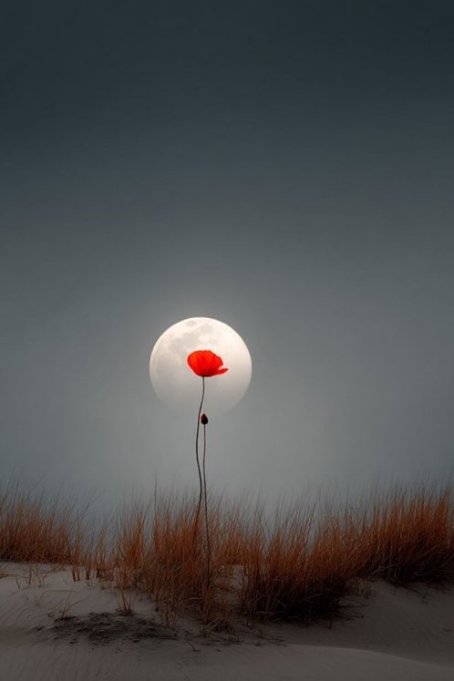 🦋 Nilgün 🦋 tweet media