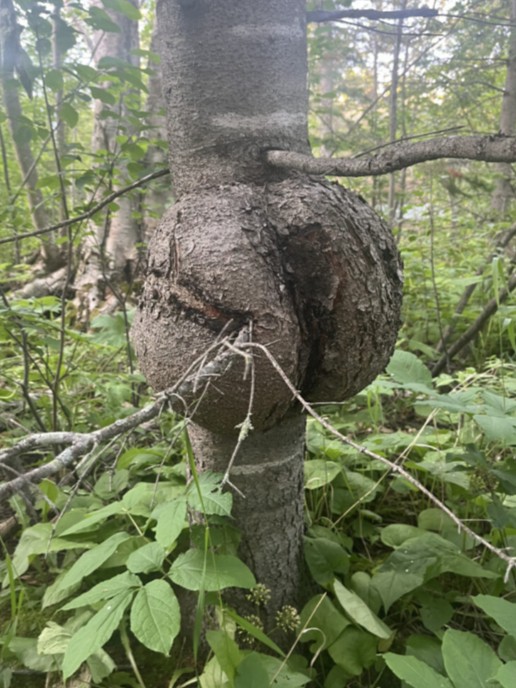 Texas A&M Forest Service tweet media