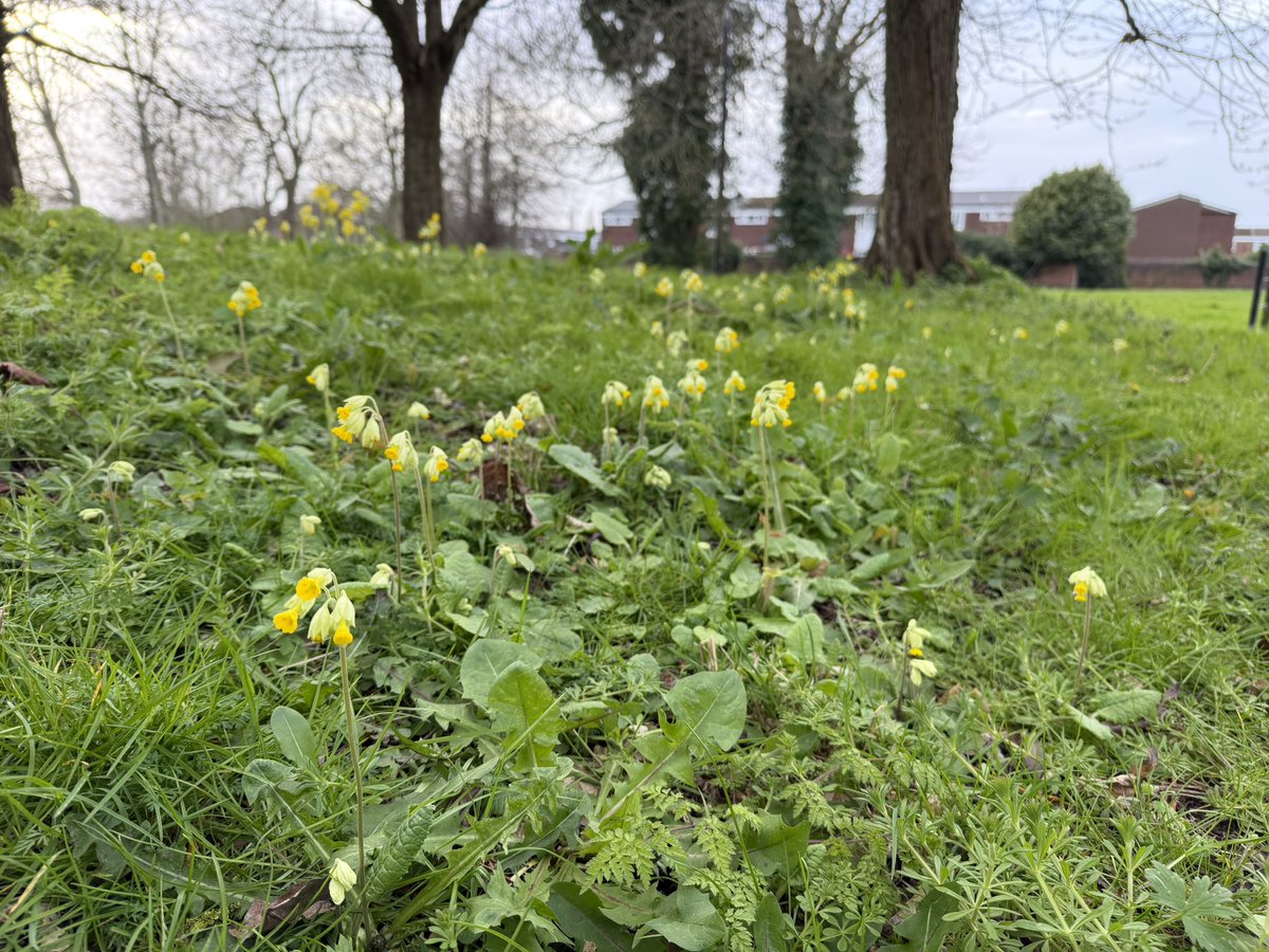 joshual951's tweet photo. From a population of just 12 in 2021 just clinging on to life, this population of cowslips (Primula veris) has BOOMED since @lpoolcouncil let me manage this lil wildflower grassland. 

From 12, there are now thousands of plants with hundreds in flower alongside so much more!🌱❤️ https://t.co/GFcGIRKMP3