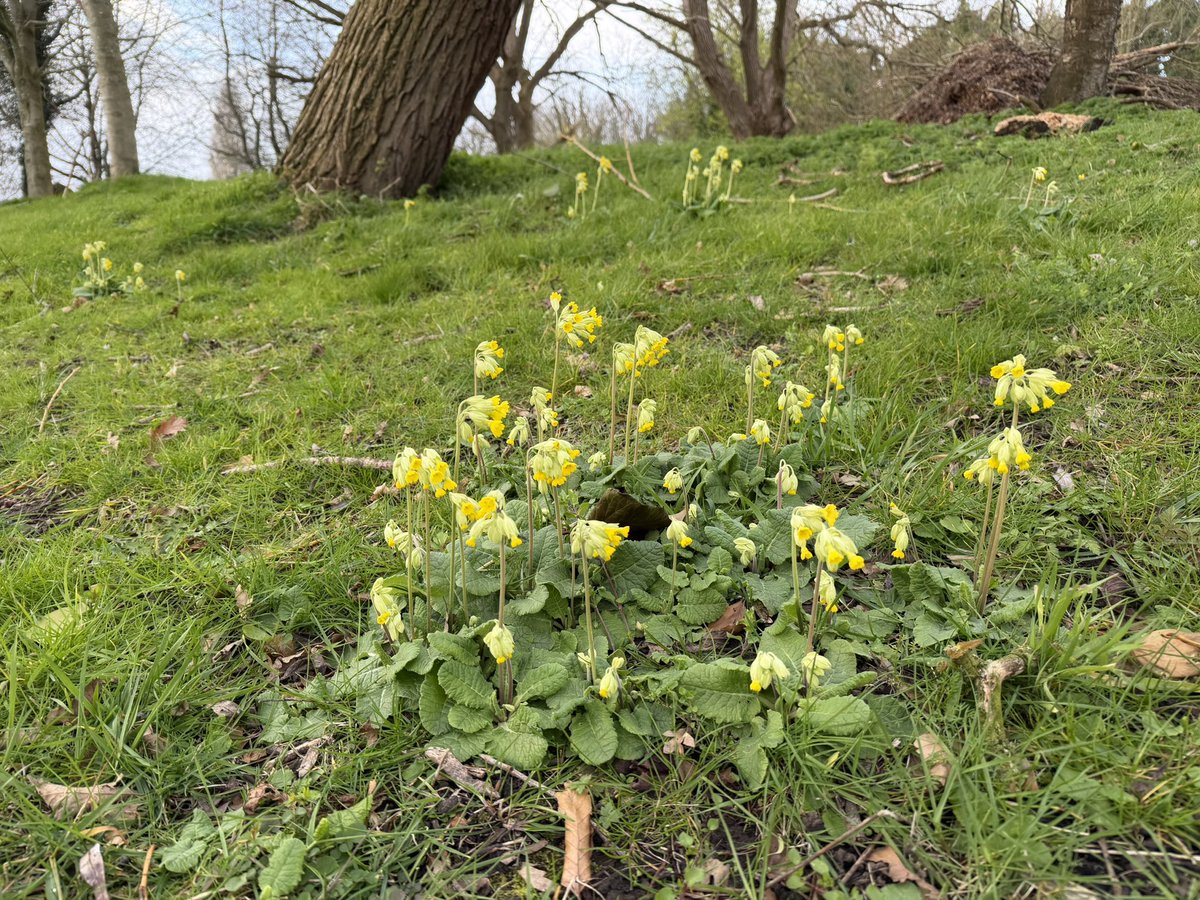 joshual951's tweet photo. From a population of just 12 in 2021 just clinging on to life, this population of cowslips (Primula veris) has BOOMED since @lpoolcouncil let me manage this lil wildflower grassland. 

From 12, there are now thousands of plants with hundreds in flower alongside so much more!🌱❤️ https://t.co/GFcGIRKMP3