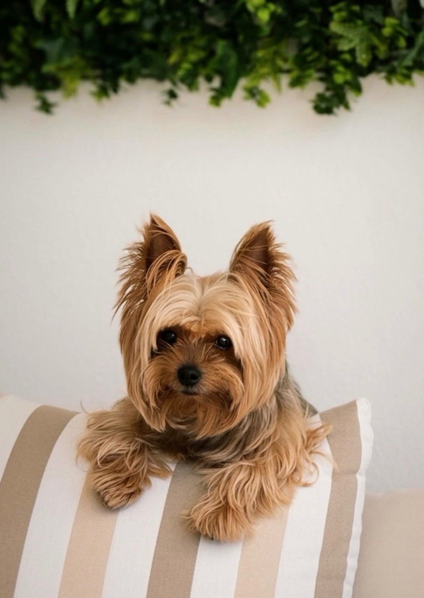 KatySnchez's tweet image. Mi amiga Lua nos saluda #hacerfotos #perros #mascotas #YorkshireTerrier.