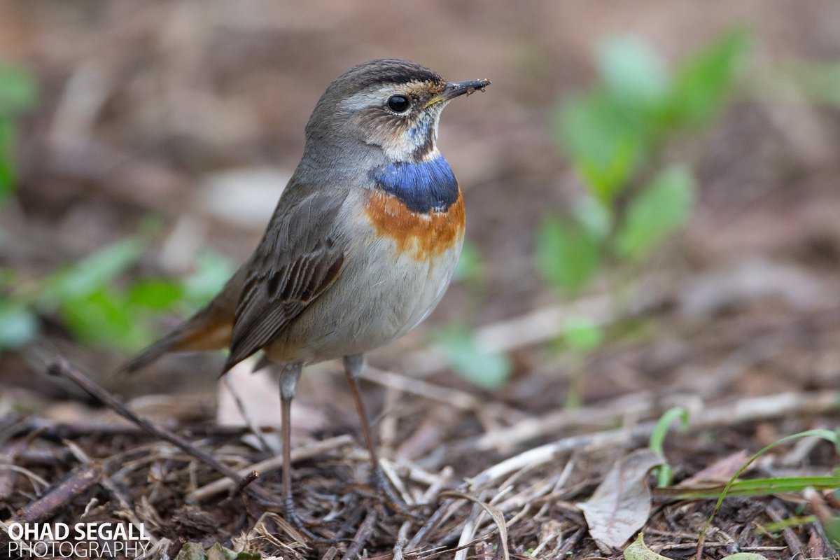ohad segall tweet media