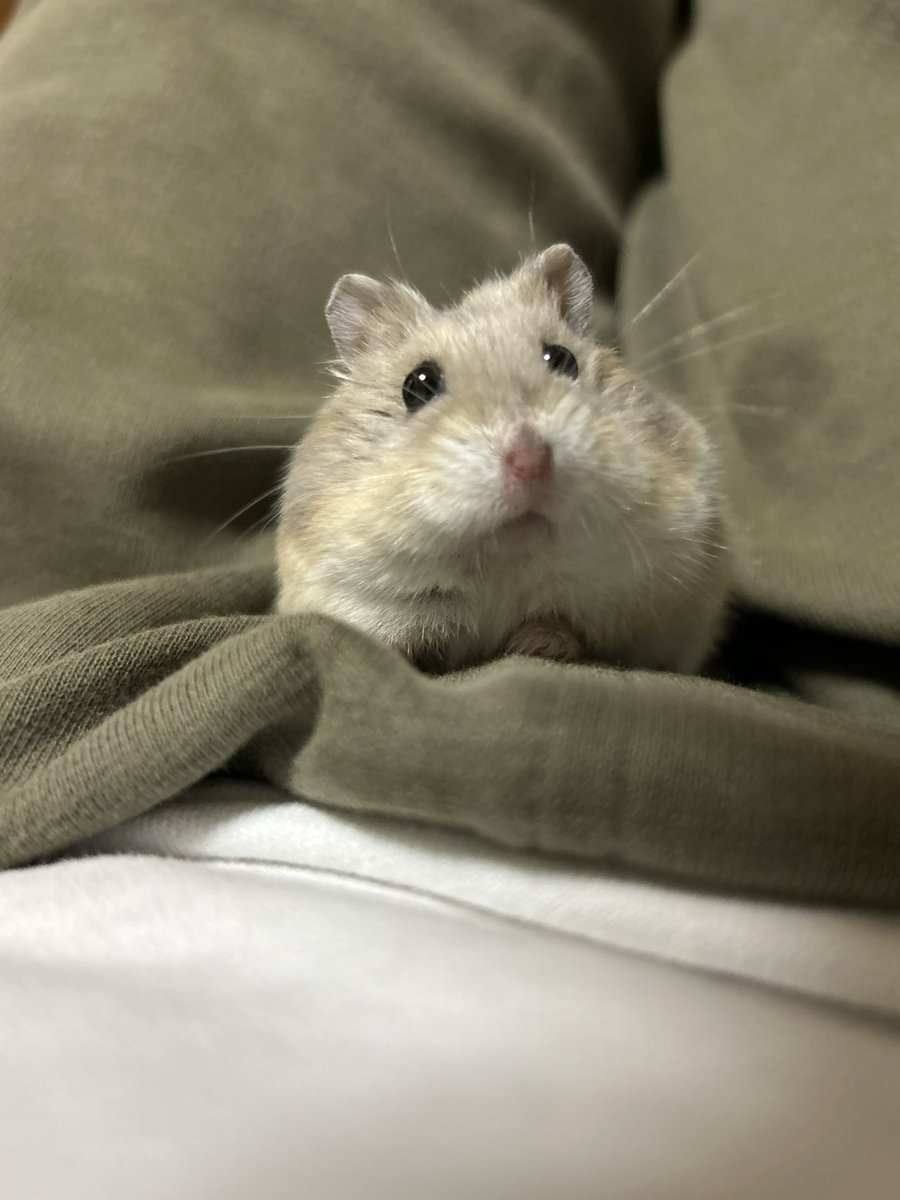 郡南蛮田 平平(ぐなんばんでん　へいぺい) tweet media