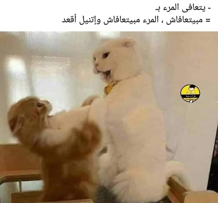 🇩🇿𝑻𝒂𝒔𝒏𝒊𝒎𝒆 💚 tweet media