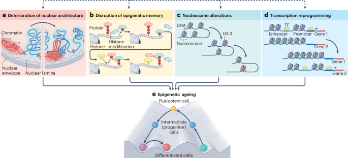 Nature Reviews Molecular Cell Biology tweet media