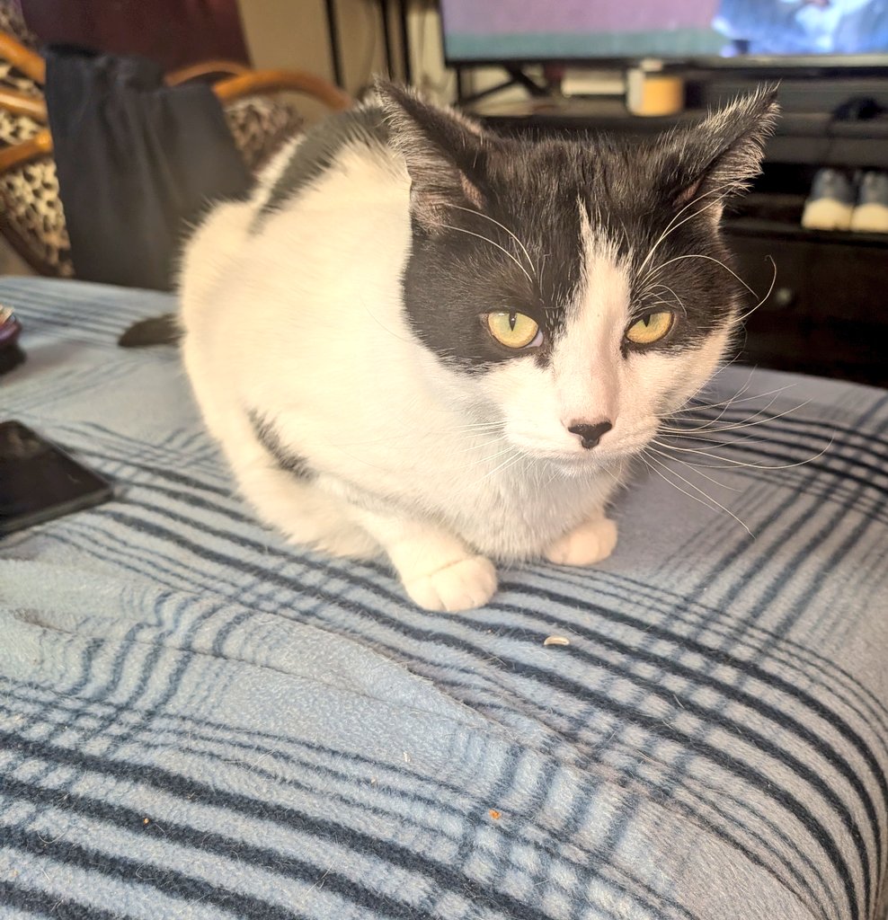 Angel Pugnatious Gibbons 🌈 tweet media