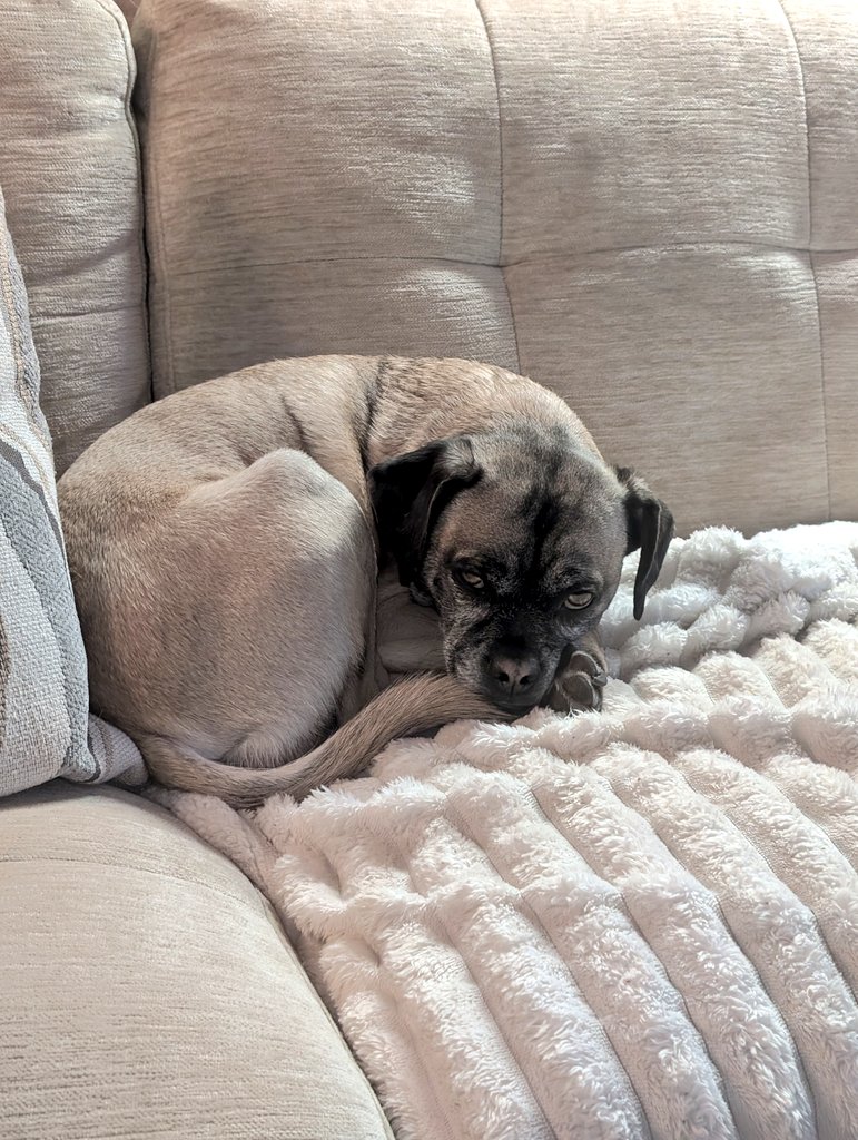 Angel Pugnatious Gibbons 🌈 tweet media