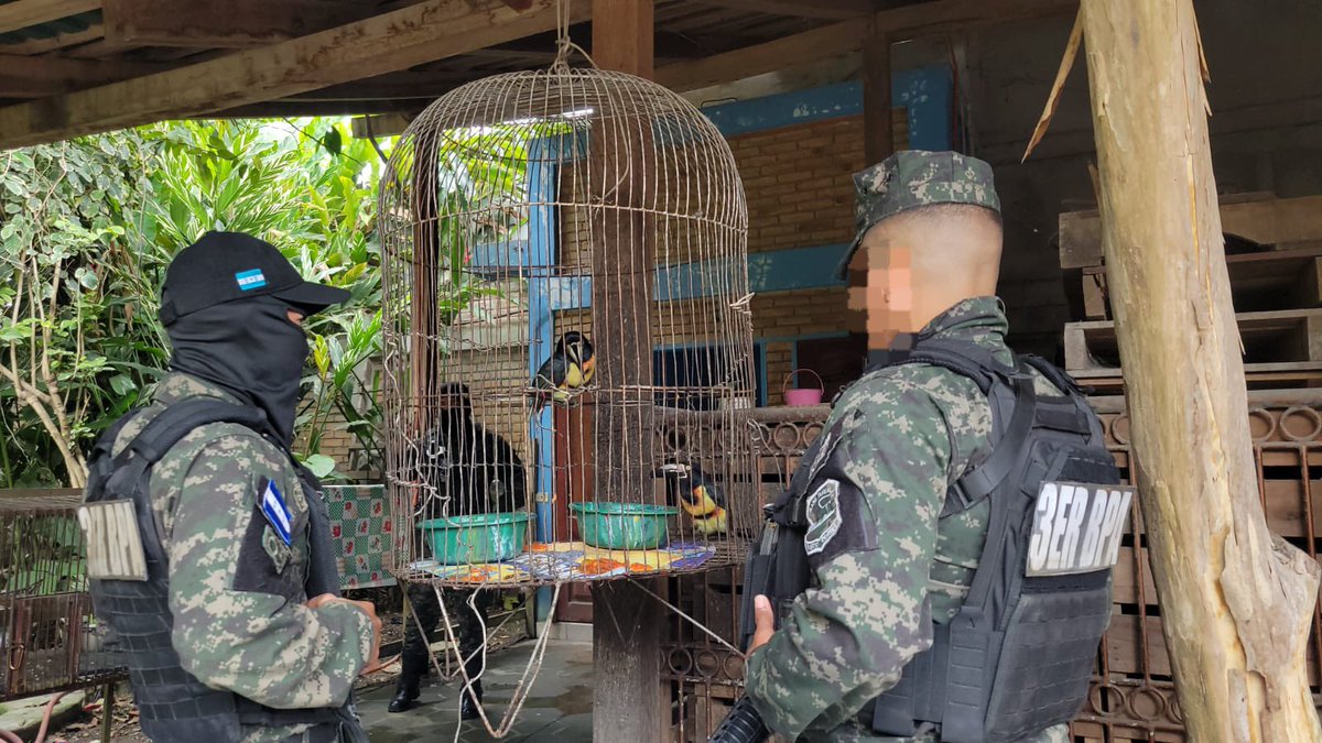 Más Noticias Televisión HN tweet media