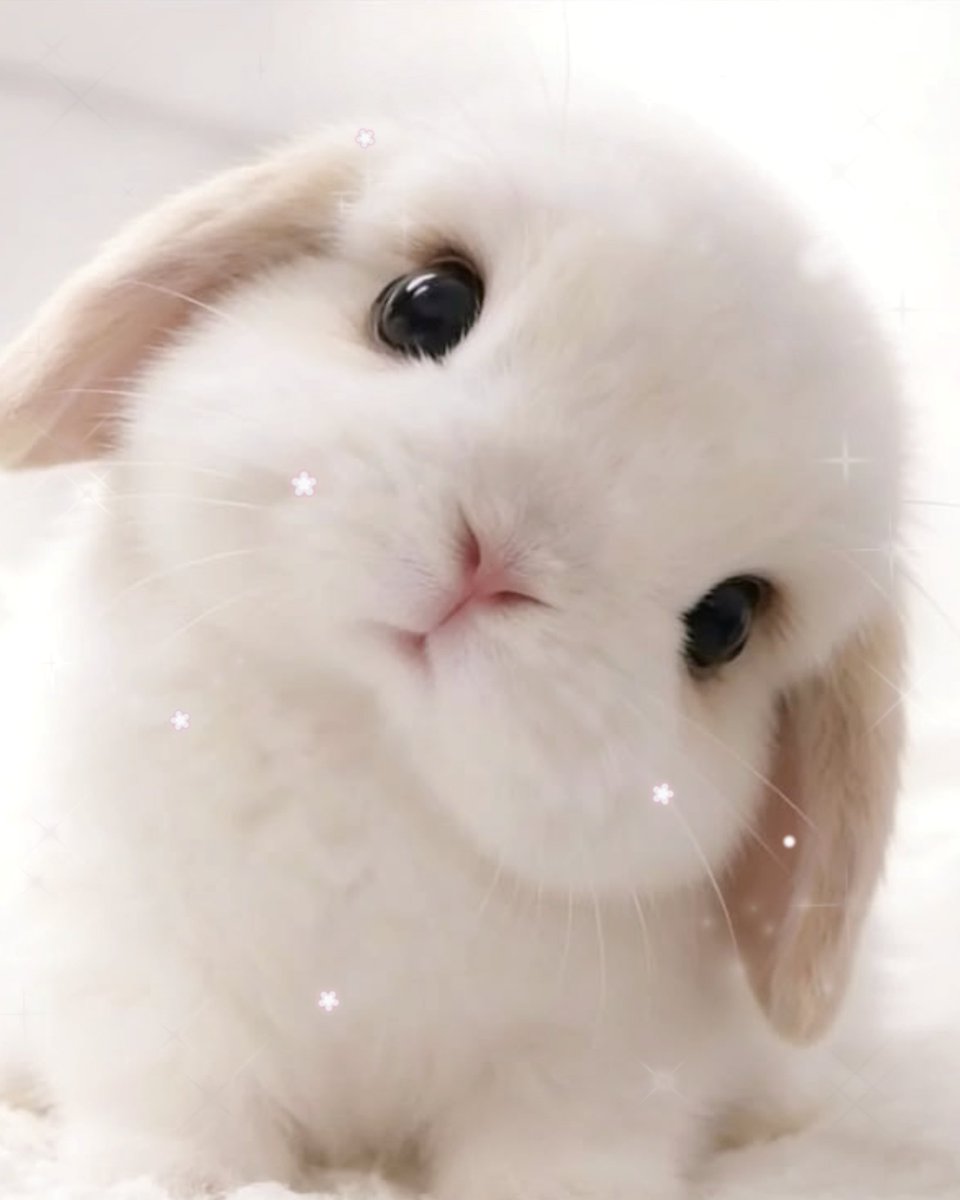 miss bunny tweet media