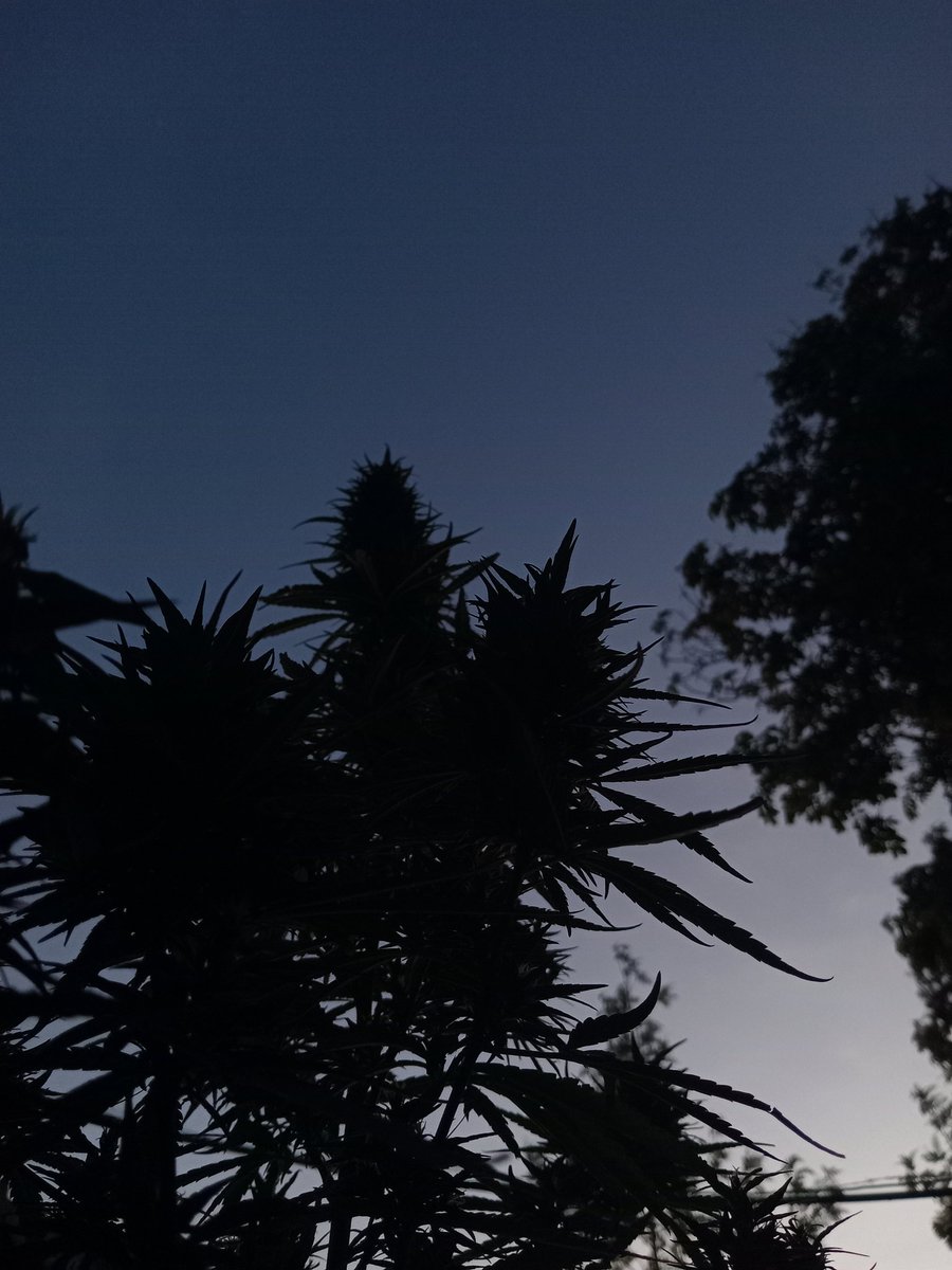 𝙶𝚛𝚎𝚎𝚗 𝙼𝚊𝚗 tweet media