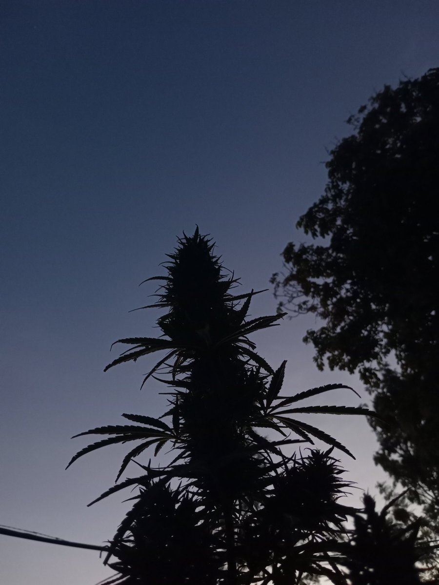 𝙶𝚛𝚎𝚎𝚗 𝙼𝚊𝚗 tweet media