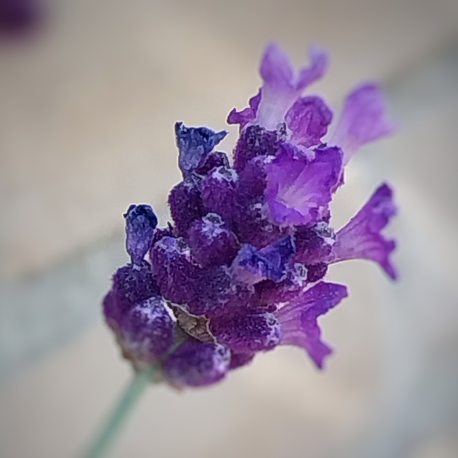 Willy Bos 🦋 tweet media
