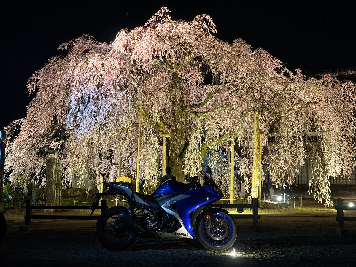夜桜ナイツー🌸麻績の舞台桜
綺麗だった！の一言につきる❣️