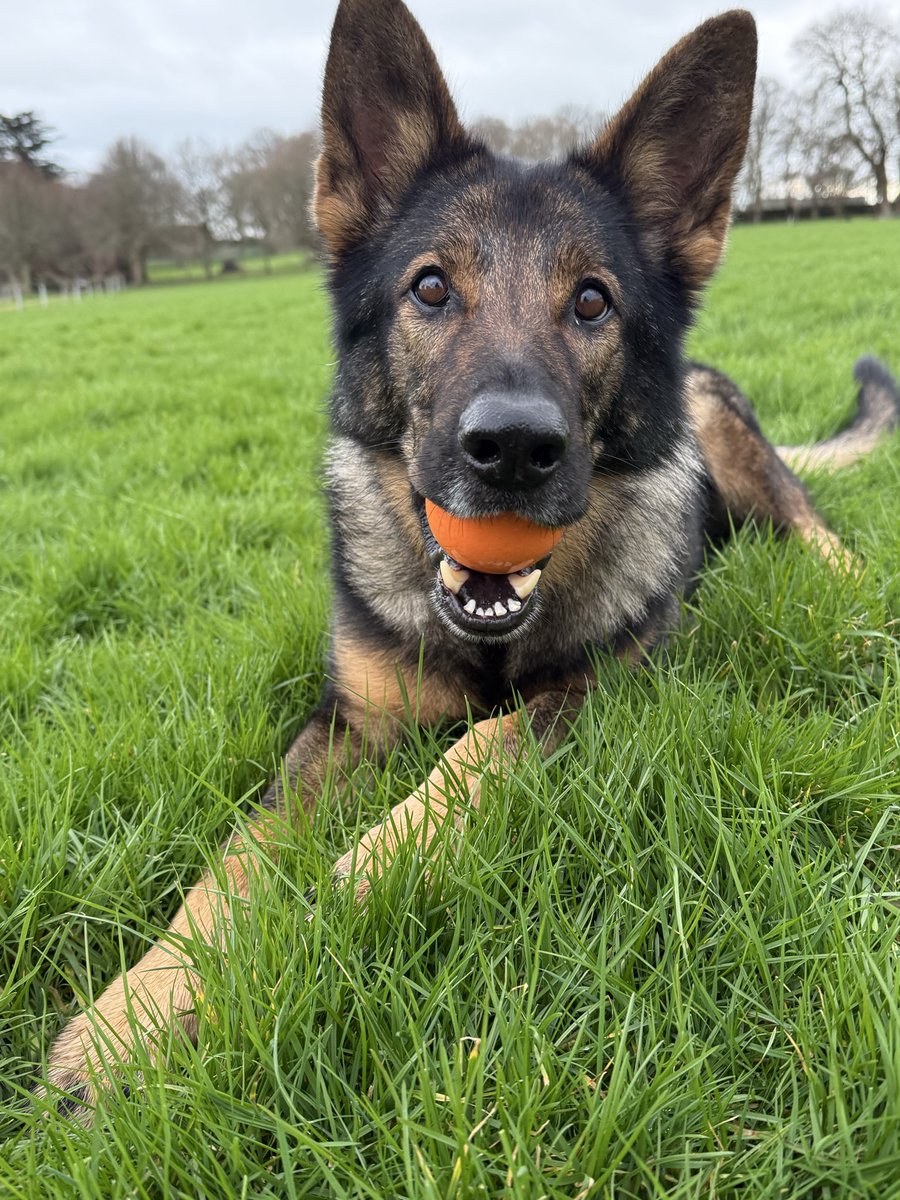 Devon Police Dogs tweet media