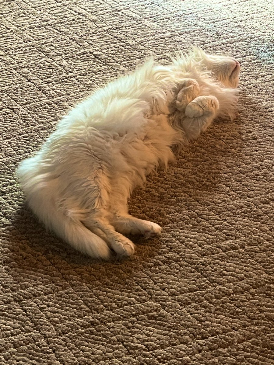 botched babe 🇵🇸 tweet media