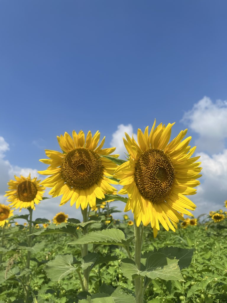 DaiFitブログ tweet media