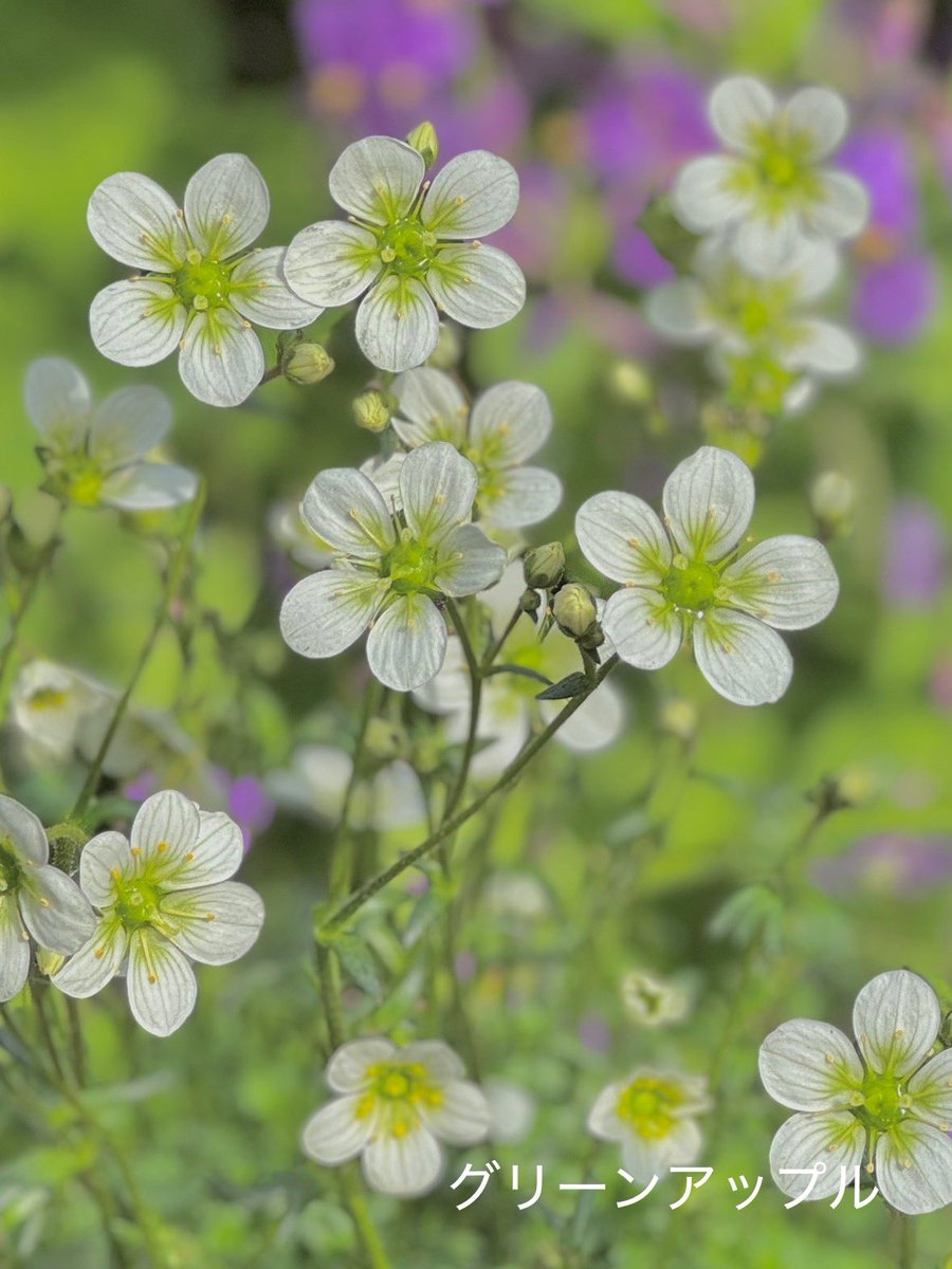 グリーンアップルଘ(੭*ˊᵕˋ)੭* ੈ♡‧₊˚ tweet media