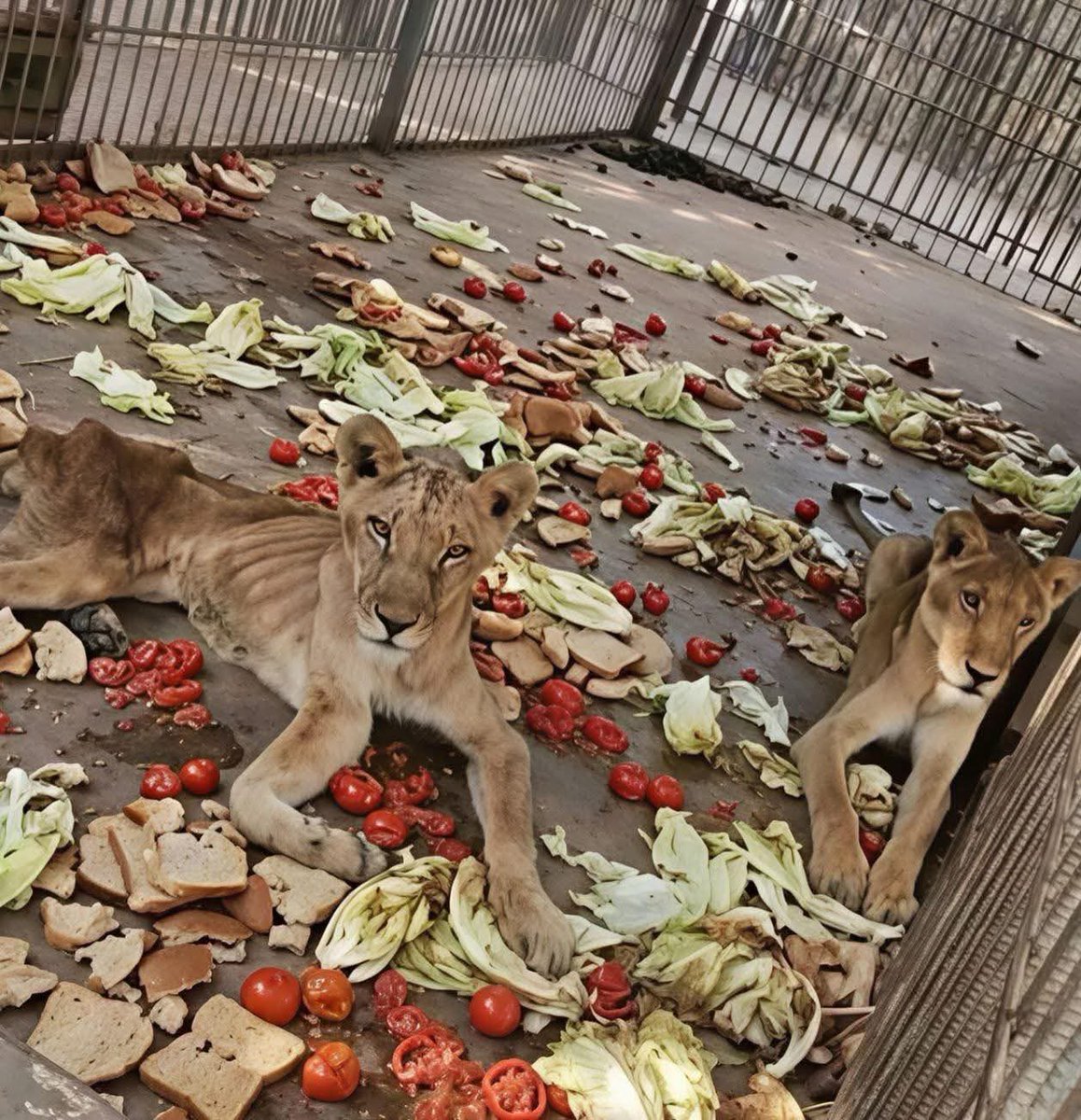 ⵙⴰⵏⵓⵙⵉ ⵙⴰⴷⵉⵇ tweet media