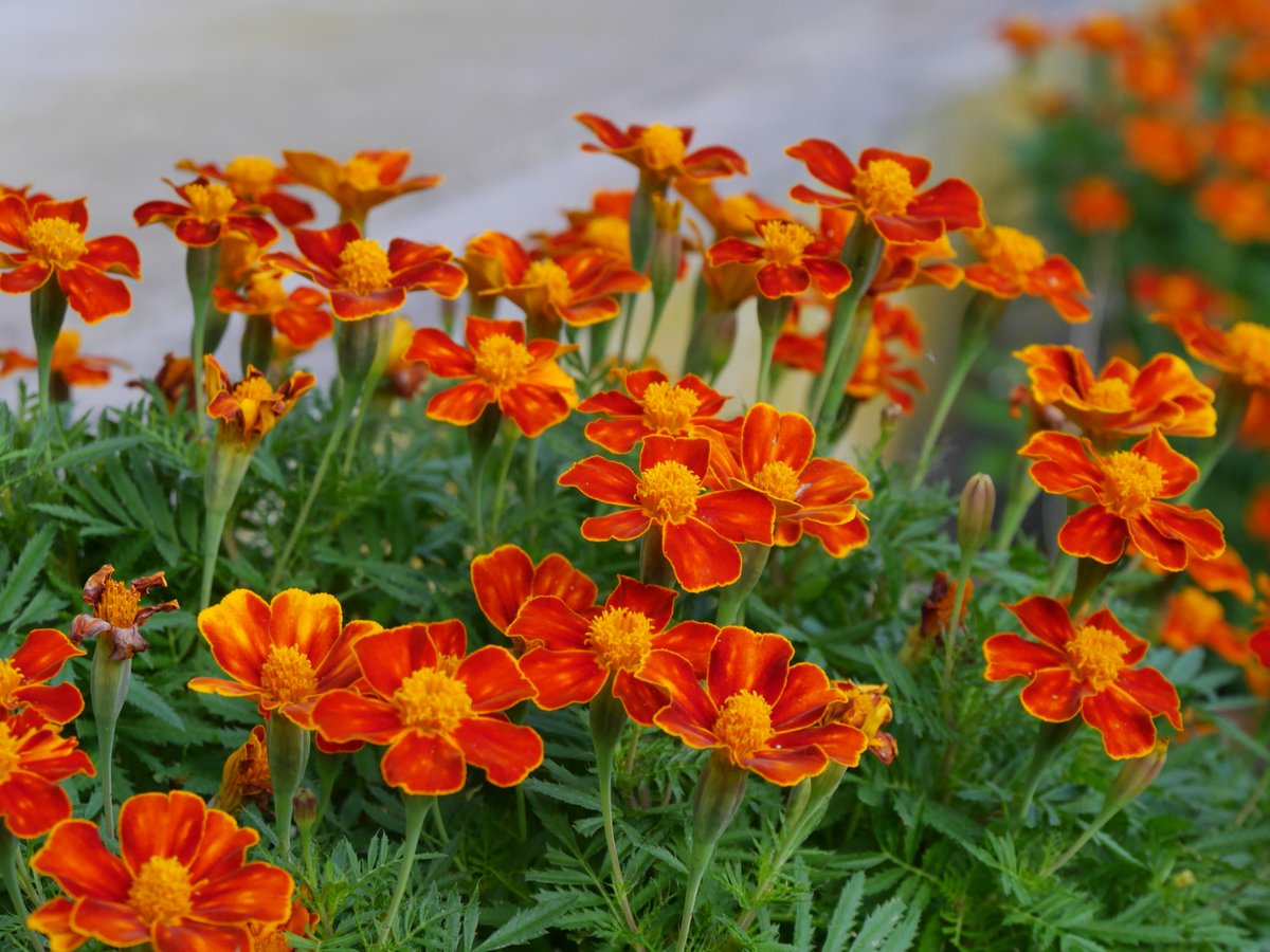 みすたあ tweet media