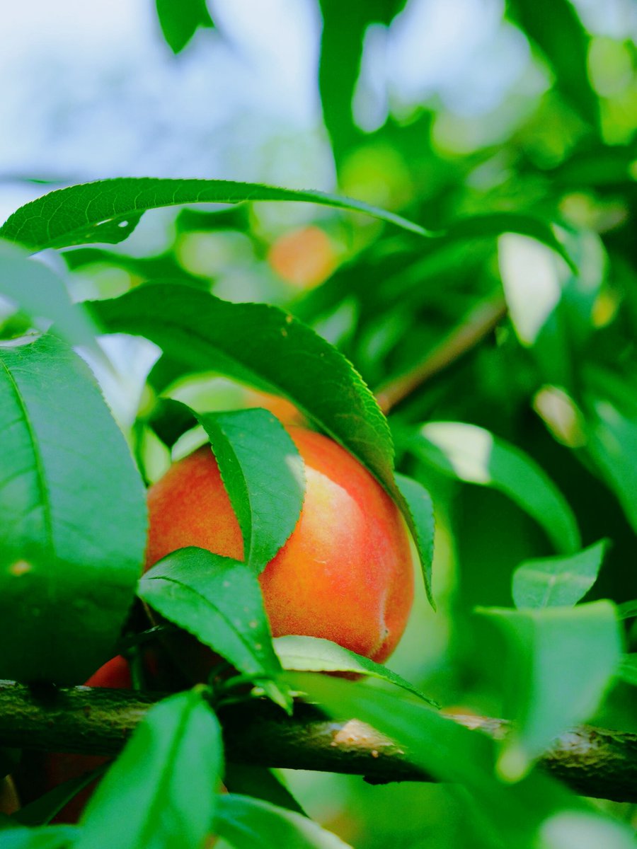 pamidda's tweet image. "Bite of sun-ripened peach  — juice dripping down wrist, sweet burst of summer in 1 bite. Perfect mid-afternoon pick-me-up! #SummerEats #PeachLovers"