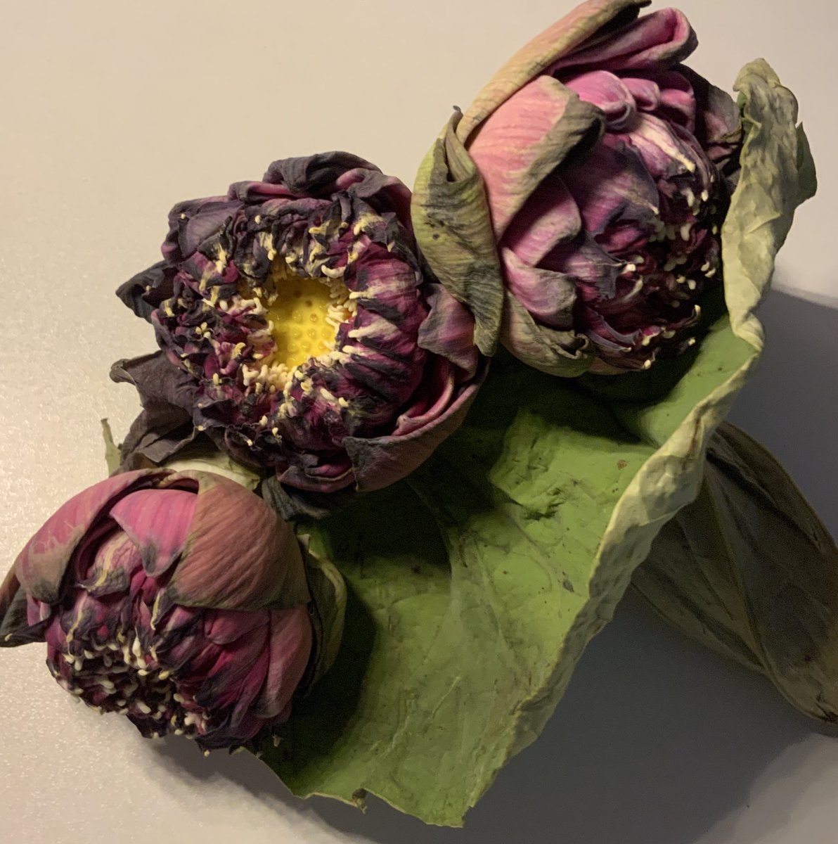 ラヴィー tweet media