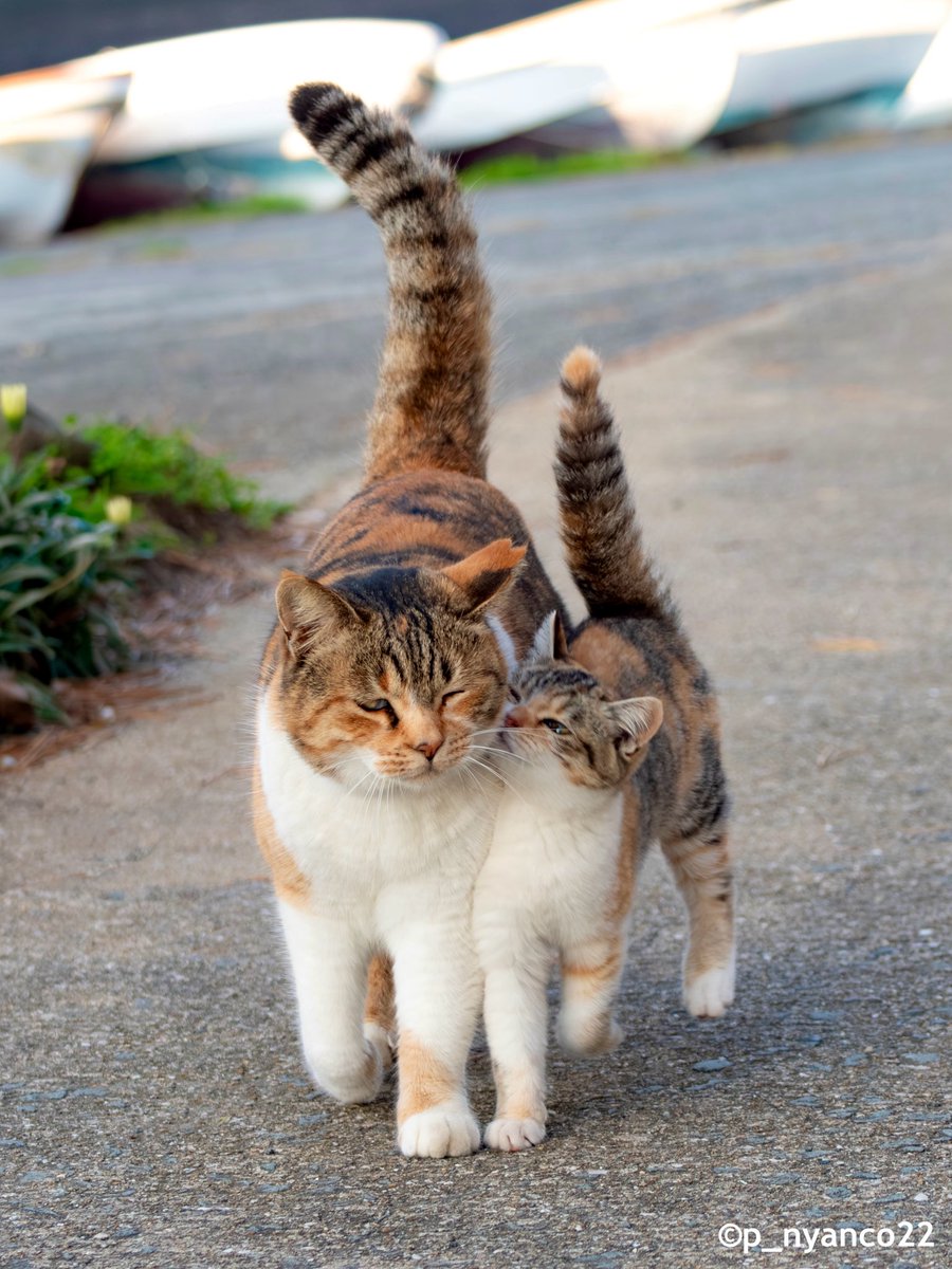 simabossneko 写真集「島にゃんこ」発売中 tweet media