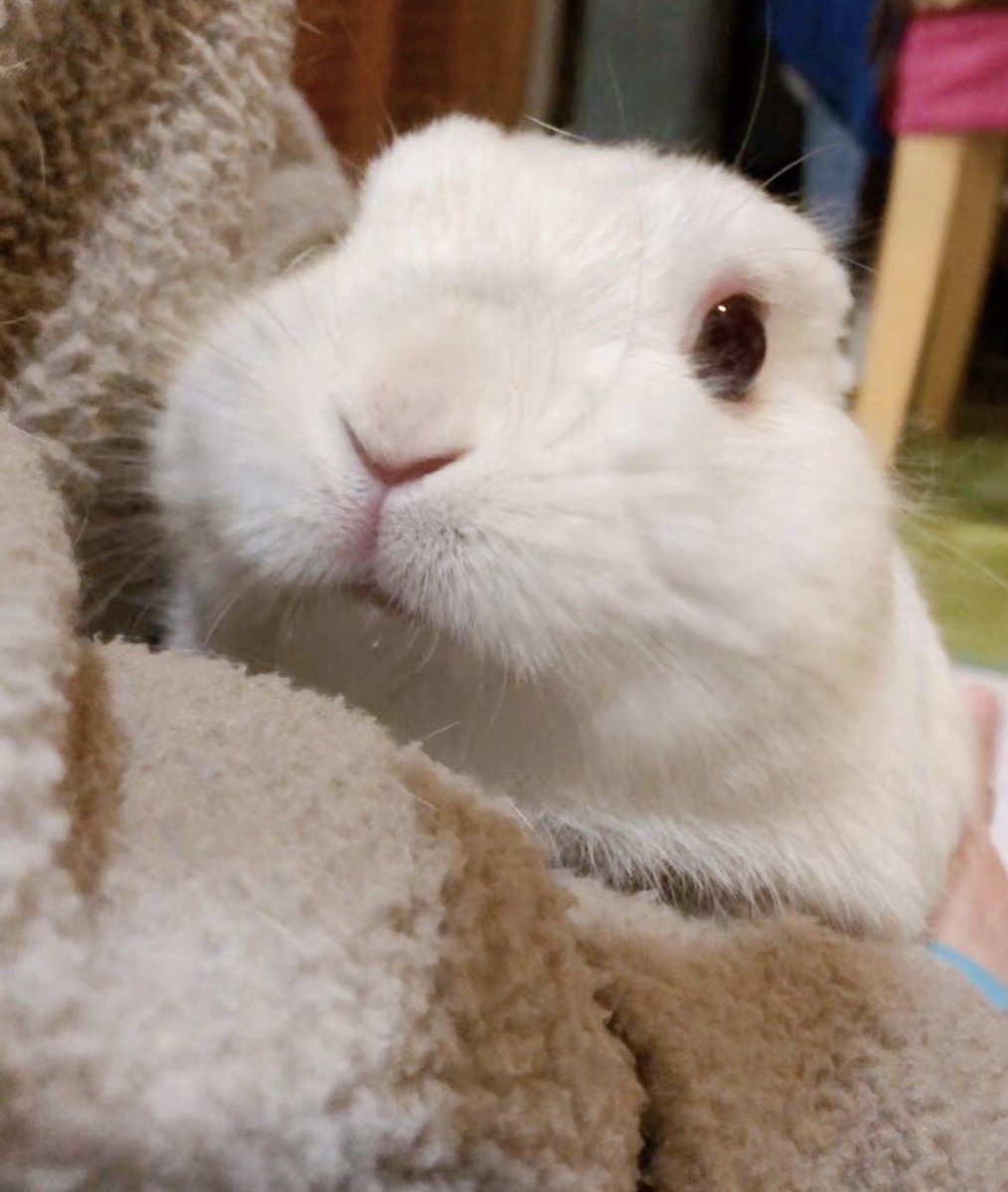 千代屋 tweet media