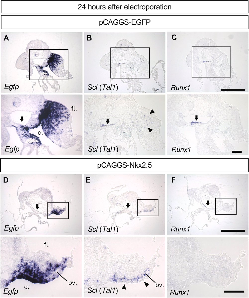 Developmental Biology tweet media