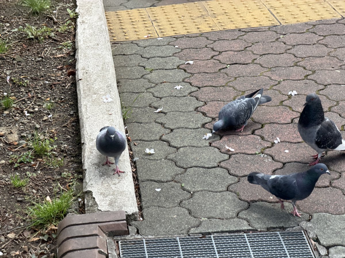 おーさわ tweet media