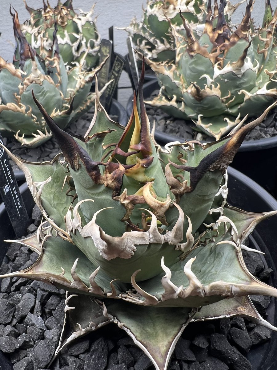 山健🌴 tweet media