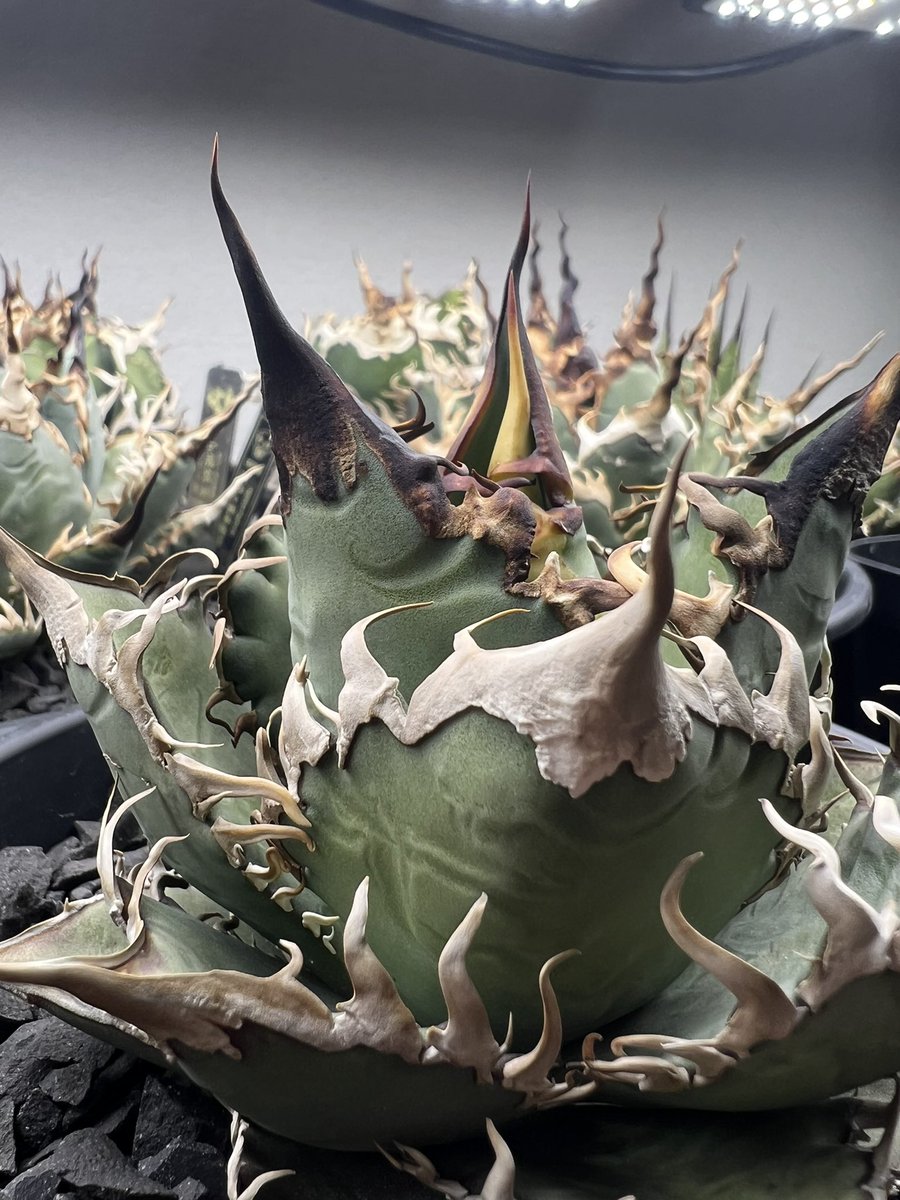 山健🌴 tweet media