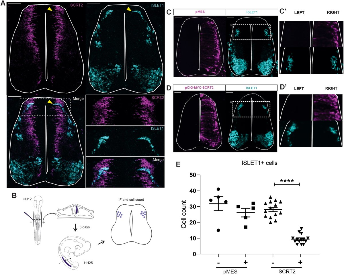 Developmental Biology tweet media